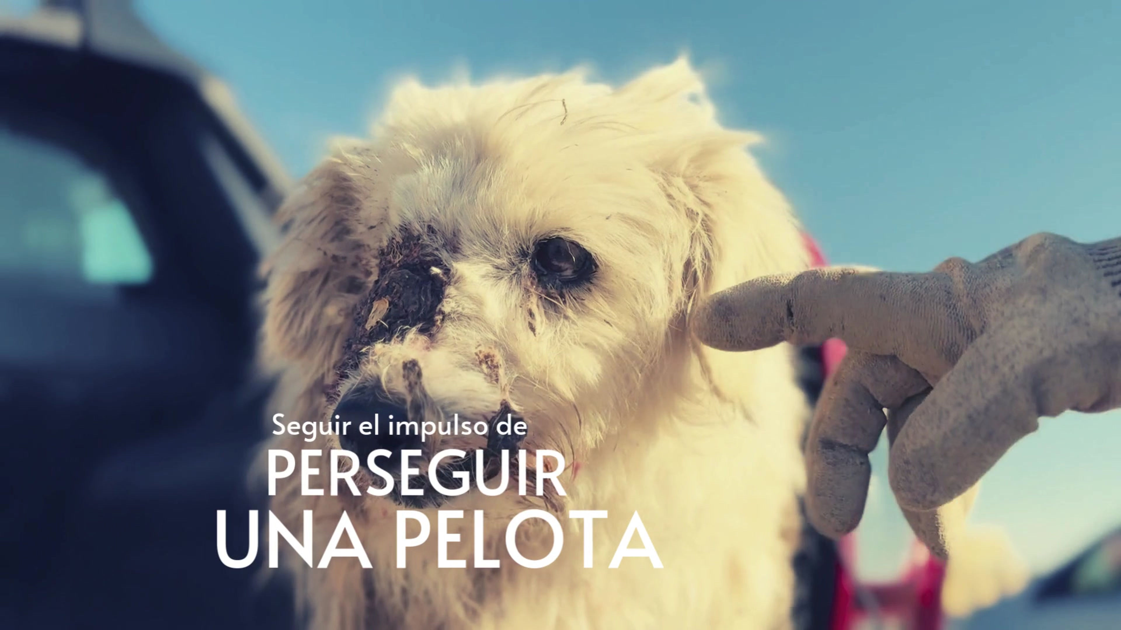 ALGODÓN Baba de Perro